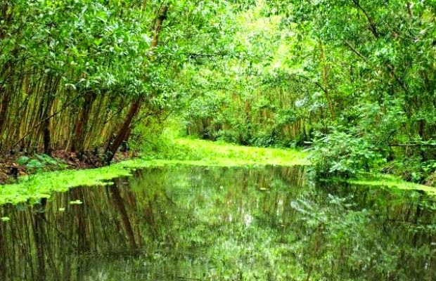 Thành[-]lập[-]Khu[-]bảo[-]tồn[-]loài[-]-[-]sinh[-]cảnh[-]Phú[-]Mỹ,[-]Kiên[-]Giang